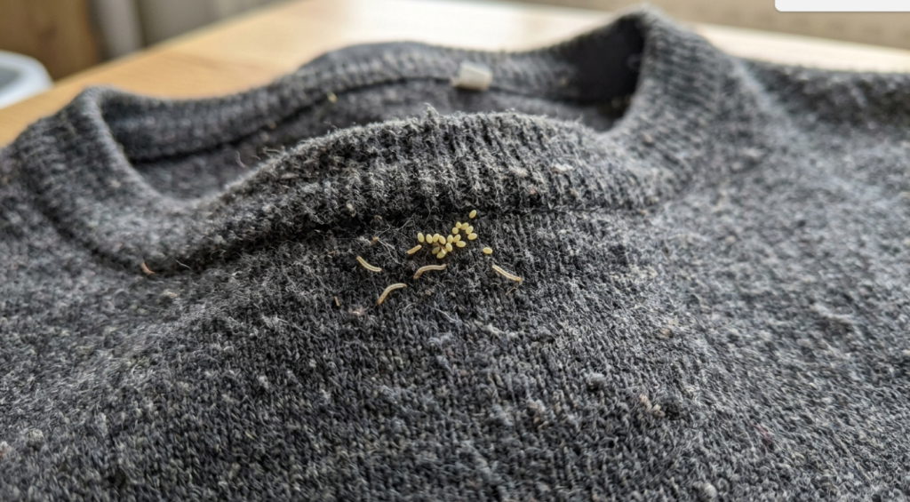 яйца моли.png