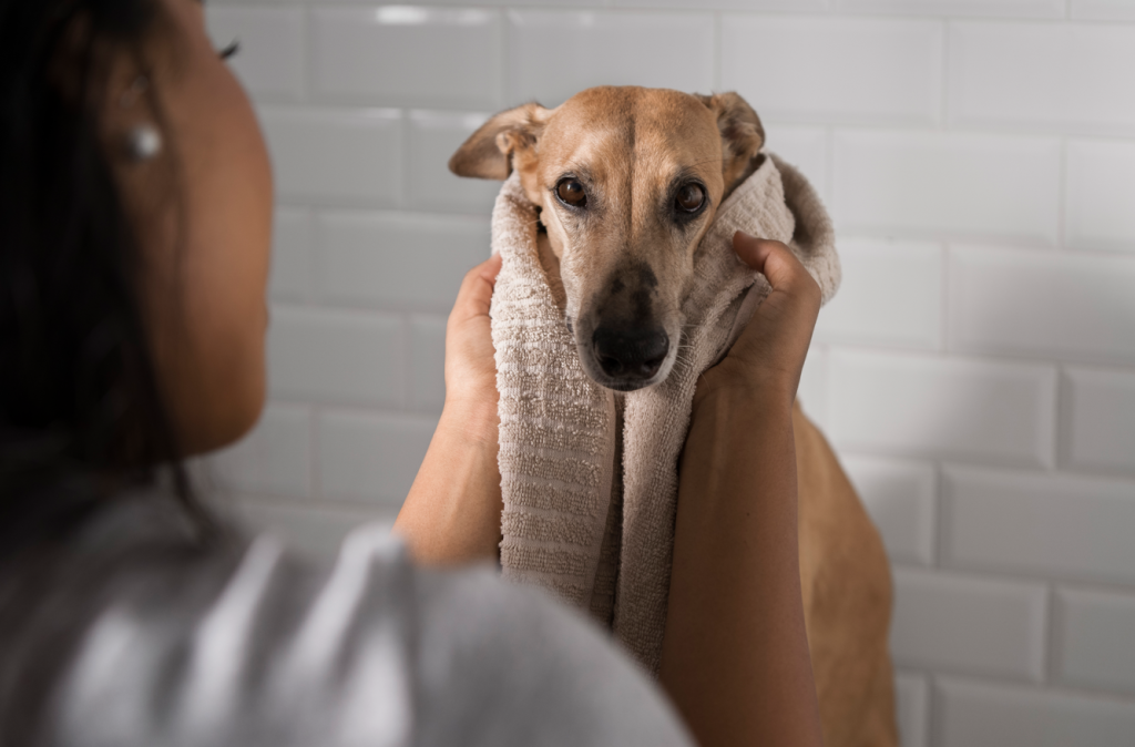 как мыть собаку в домашних условиях.png